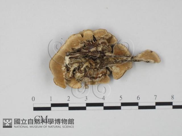 登錄號:F0017661藏品圖，第3張
