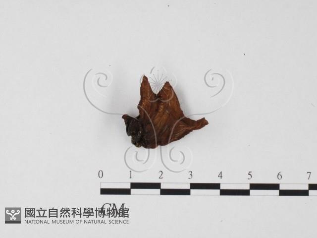 登錄號:F0025661藏品圖，第3張