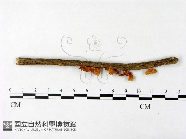 微皮傘屬藏品圖，第3張