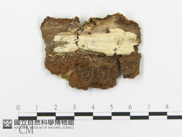 館號:F0020461藏品圖，第3張