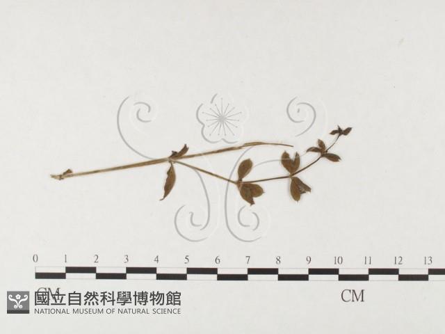 登錄號:F0026461藏品圖，第1張