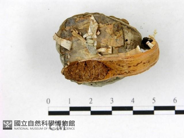 登錄號:F0016461藏品圖，第3張