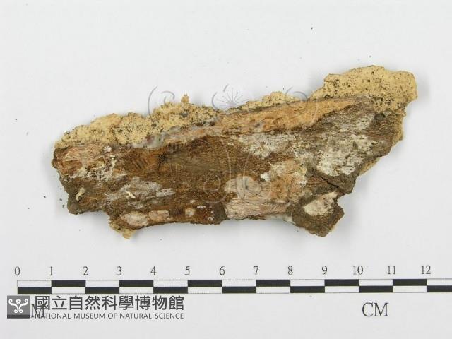 登錄號:F0001461藏品圖，第3張