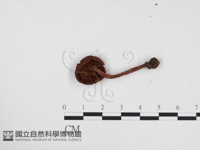 登錄號:F0024461藏品圖，第3張