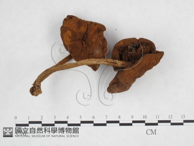 登錄號:F0014461藏品圖，第3張