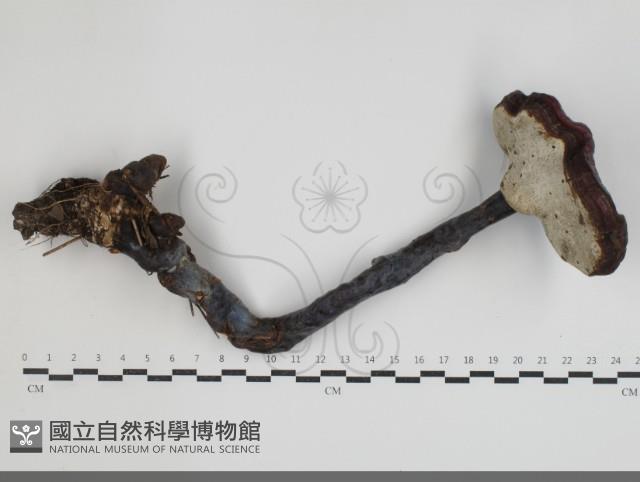 登錄號:F0034461藏品圖，第3張