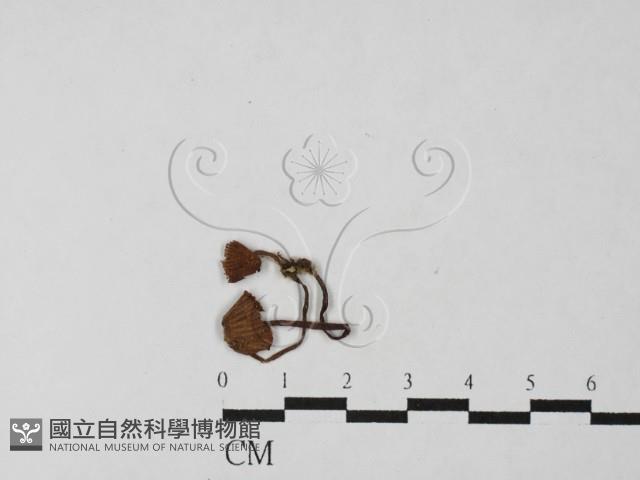 小菇屬藏品圖，第3張