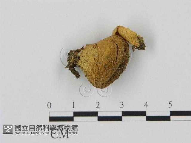 登錄號:F0007461藏品圖，第3張