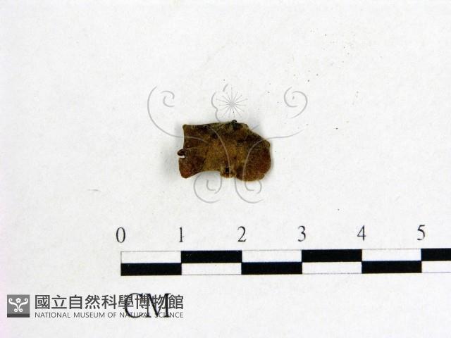 毛木耳藏品圖，第3張