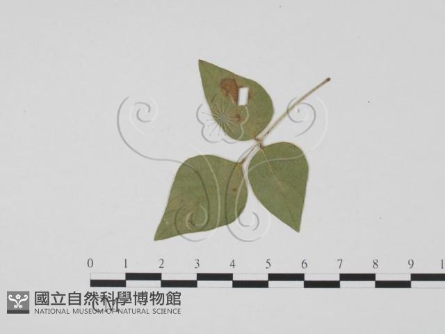 登錄號:F0019461藏品圖，第3張