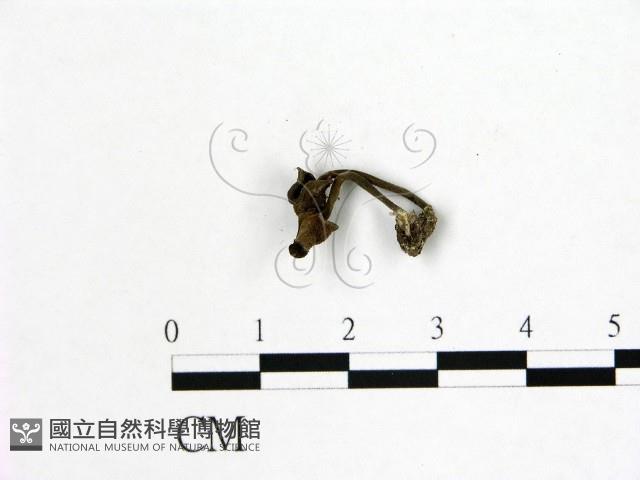 登錄號:F0003461藏品圖，第3張