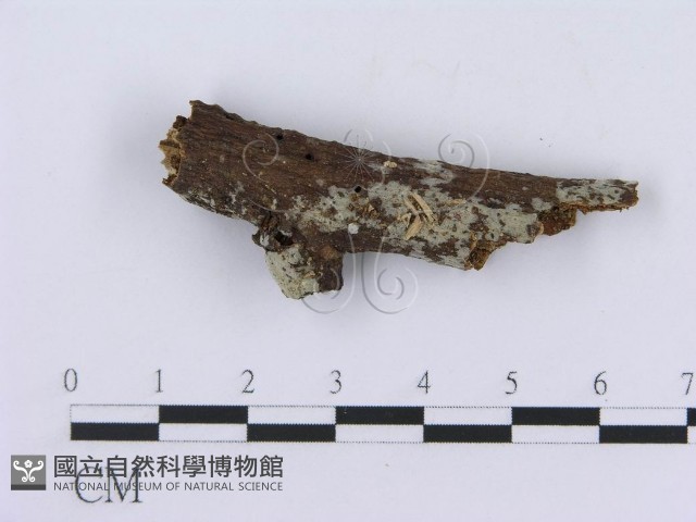 登錄號:F0008761藏品圖，第3張