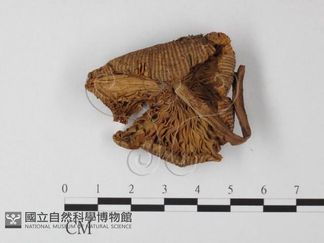登錄號:F0001761藏品圖，第3張