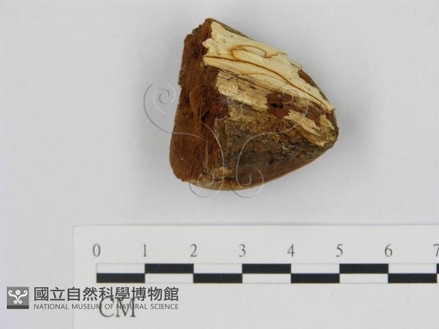 登錄號:F0014761藏品圖，第3張