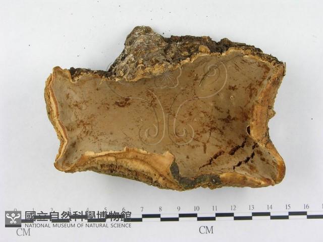 登錄號:F0012761藏品圖，第3張