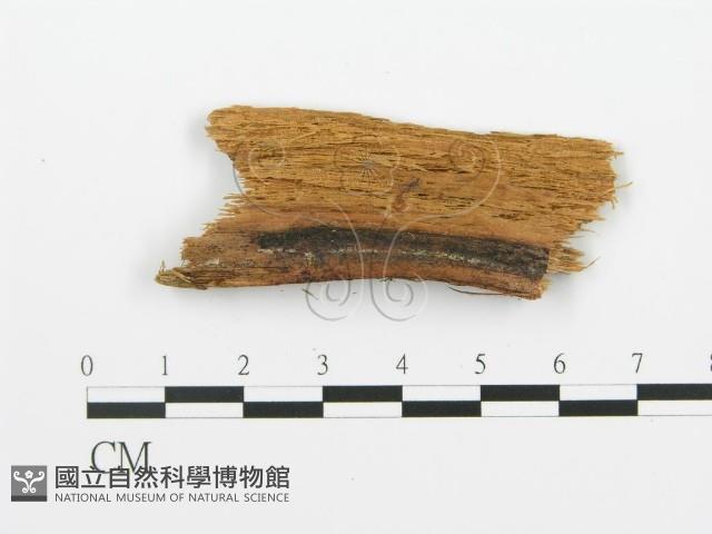 登錄號:F0017761藏品圖，第3張