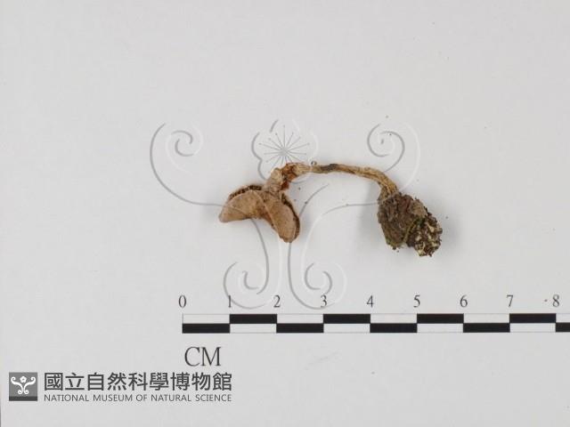 登錄號:F0025761藏品圖，第3張