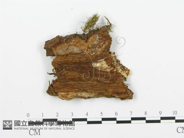 登錄號:F0005761藏品圖，第3張