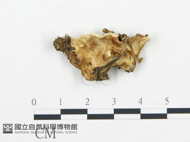 登錄號:F0019761藏品圖，第1張