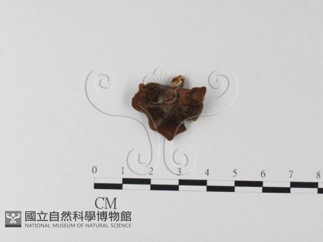 多孔菌屬藏品圖，第3張