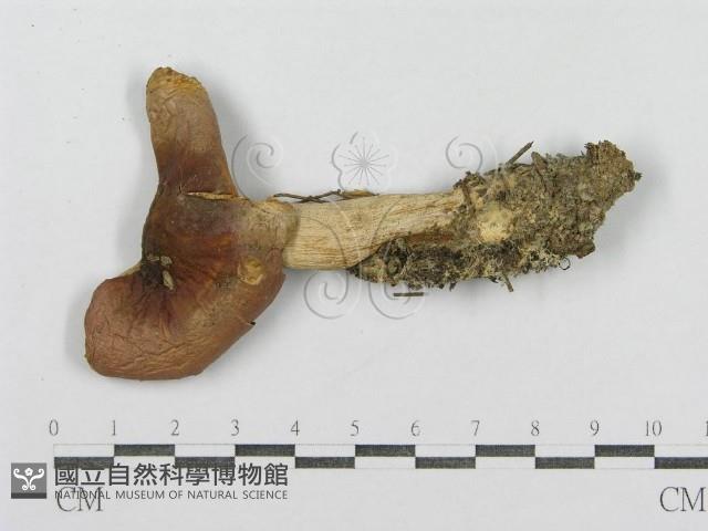 紅菇屬藏品圖，第1張