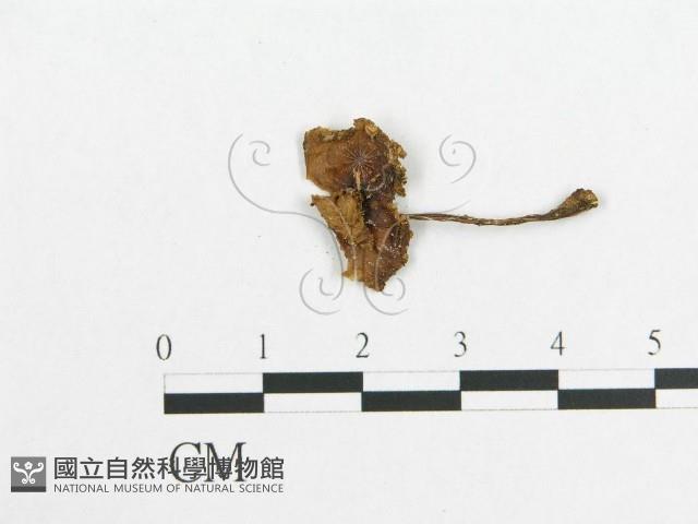 登錄號:F0008561藏品圖，第3張