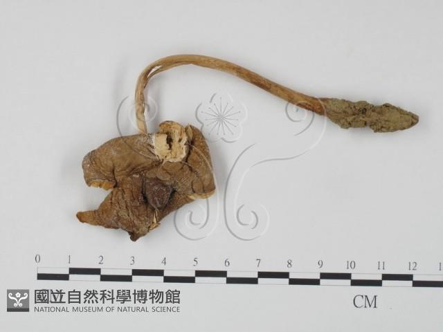 登錄號:F0010561藏品圖，第3張