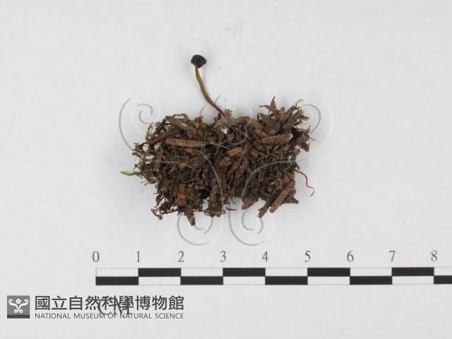 登錄號:F0026561藏品圖，第3張