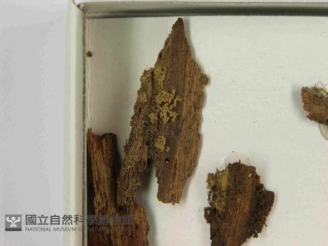 登錄號:F0021561藏品圖，第3張