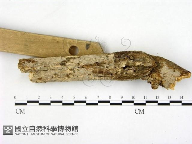 刺皮菌屬藏品圖，第3張