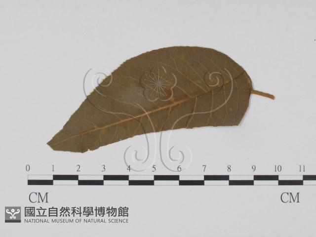登錄號:F0011561藏品圖，第3張