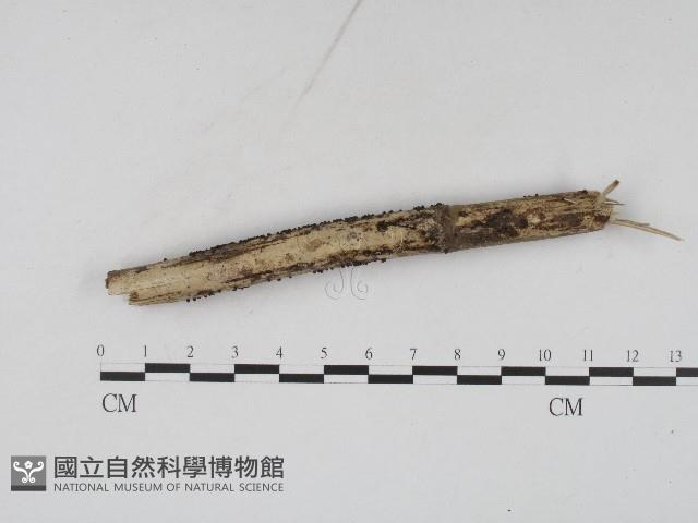 登錄號:F0004561藏品圖，第3張