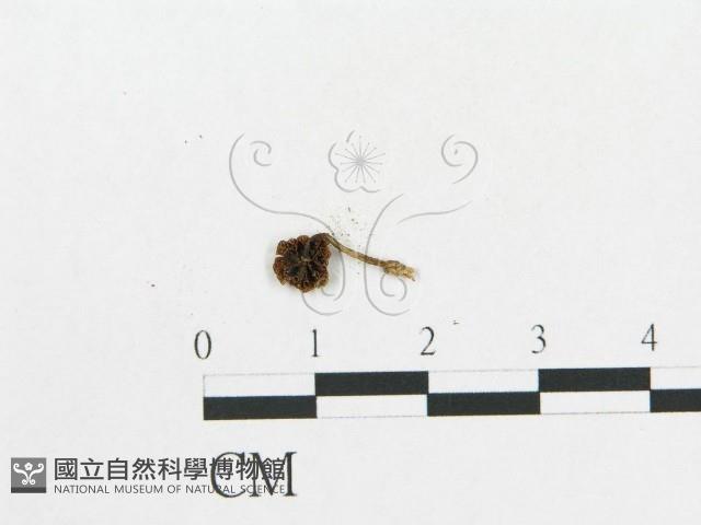 登錄號:F0014561藏品圖，第3張