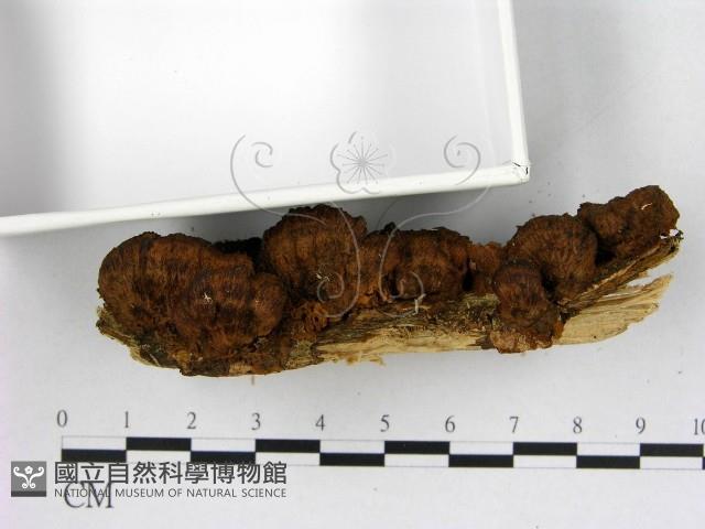 纖孔菌屬藏品圖，第3張