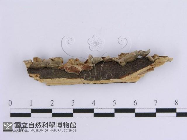 韌革菌屬藏品圖，第3張