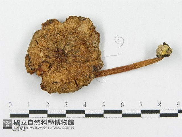登錄號:F0007561藏品圖，第3張