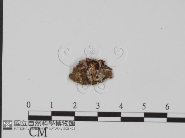 登錄號:F0017561藏品圖，第3張