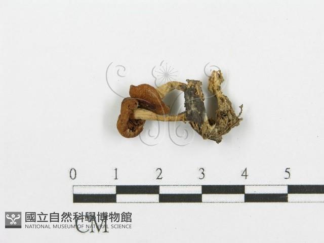 登錄號:F0003561藏品圖，第3張