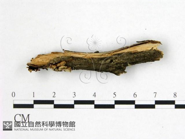 花耳屬藏品圖，第3張