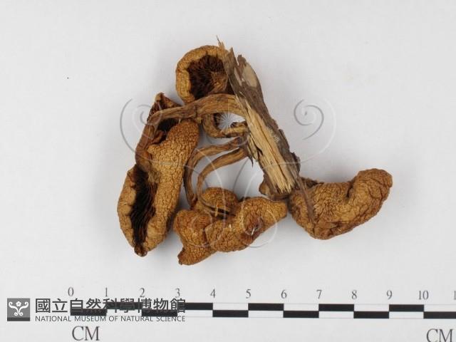 登錄號:F0026161藏品圖，第3張