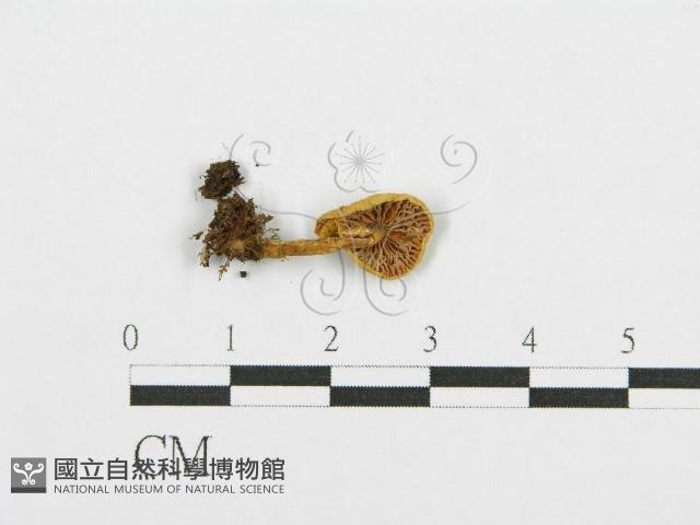 紅菇屬藏品圖，第3張