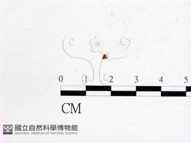 登錄號:F0001161藏品圖，第3張