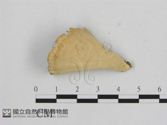 相鄰小孔菌藏品圖，第3張
