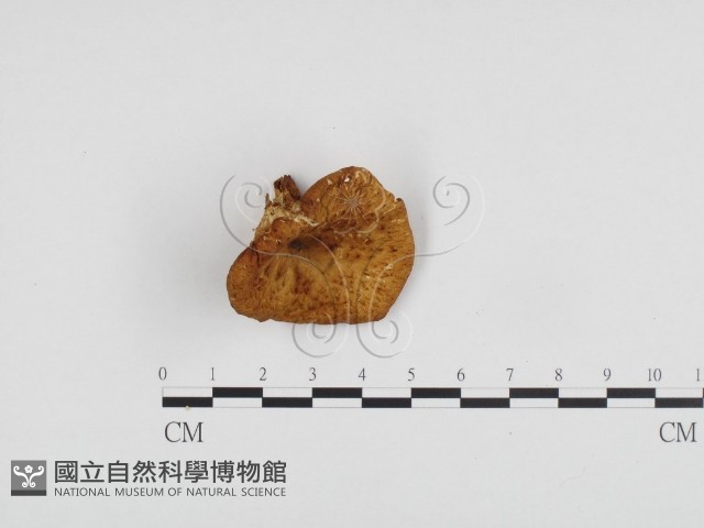 多孔菌屬藏品圖，第3張