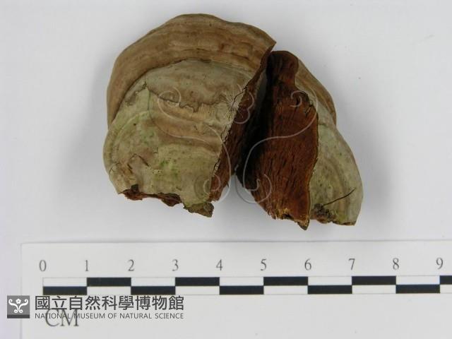 登錄號:F0012161藏品圖，第1張