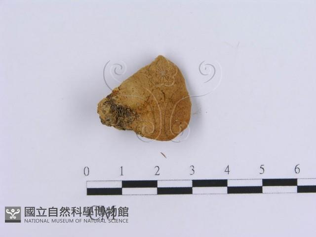 登錄號:F0007161藏品圖，第3張