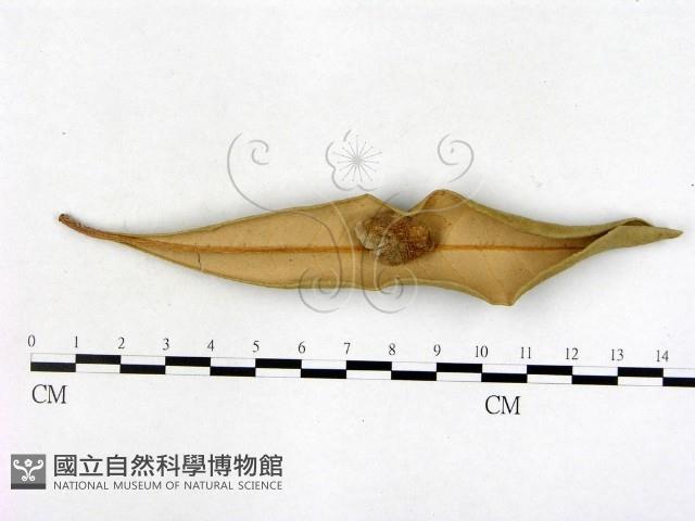 登錄號:F0005161藏品圖，第3張