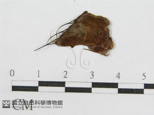 登錄號:F0019161藏品圖，第3張