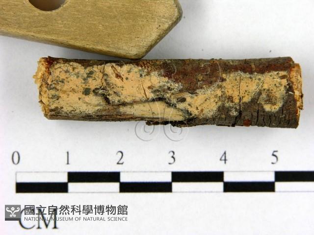 登錄號:F0003161藏品圖，第3張