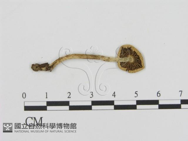 登錄號:F0013161藏品圖，第3張